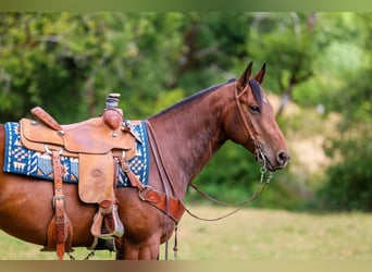 American Quarter Horse, Castrone, 7 Anni, Baio ciliegia