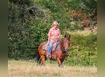 American Quarter Horse, Castrone, 7 Anni, Baio ciliegia