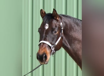 American Quarter Horse, Castrone, 7 Anni, Baio