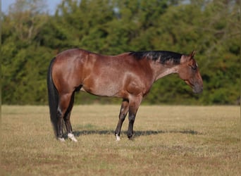American Quarter Horse, Castrone, 7 Anni, Baio roano