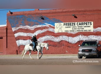 American Quarter Horse, Castrone, 7 Anni, Bianco