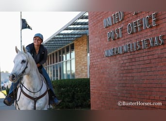 American Quarter Horse, Castrone, 7 Anni, Bianco