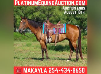 American Quarter Horse, Castrone, 7 Anni, Falbo