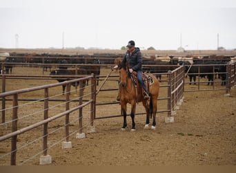 American Quarter Horse, Castrone, 7 Anni, Falbo