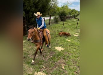 American Quarter Horse, Castrone, 7 Anni, Falbo