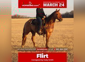 American Quarter Horse, Castrone, 7 Anni, Falbo