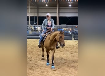 American Quarter Horse, Castrone, 7 Anni, Falbo