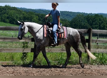 American Quarter Horse, Castrone, 7 Anni, Grigio