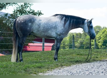 American Quarter Horse, Castrone, 7 Anni, Grigio