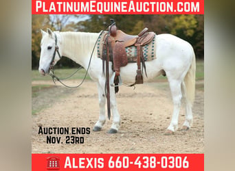 American Quarter Horse, Castrone, 7 Anni, Grigio