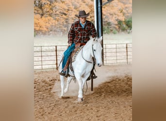 American Quarter Horse, Castrone, 7 Anni, Grigio