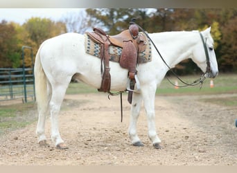 American Quarter Horse, Castrone, 7 Anni, Grigio
