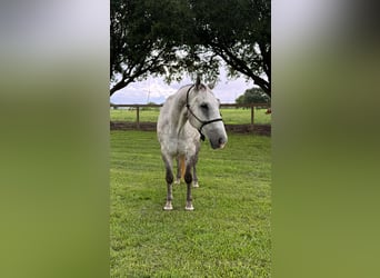 American Quarter Horse, Castrone, 7 Anni, Grigio