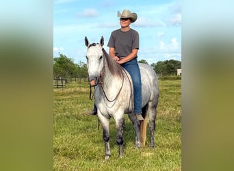 American Quarter Horse, Castrone, 7 Anni, Grigio