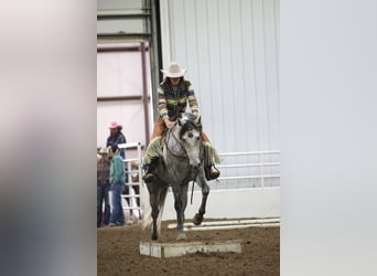 American Quarter Horse, Castrone, 7 Anni, Grigio