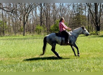 American Quarter Horse, Castrone, 7 Anni, Grigio