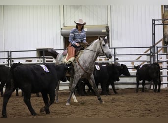 American Quarter Horse, Castrone, 7 Anni, Grigio