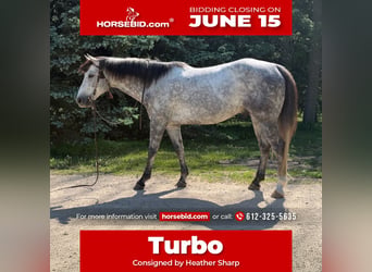 American Quarter Horse, Castrone, 7 Anni, Grigio