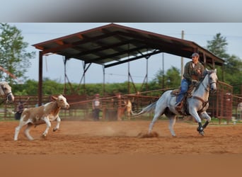 American Quarter Horse, Castrone, 7 Anni, Grigio