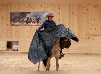 American Quarter Horse, Castrone, 7 Anni, Grigio