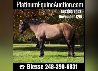 American Quarter Horse, Castrone, 7 Anni, Grullo