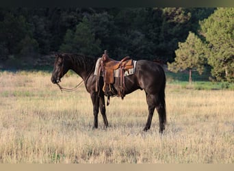 American Quarter Horse, Castrone, 7 Anni, Morello