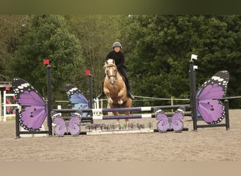 American Quarter Horse, Castrone, 7 Anni, Palomino