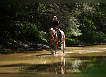 American Quarter Horse, Castrone, 7 Anni, Palomino