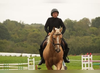 American Quarter Horse, Castrone, 7 Anni, Palomino
