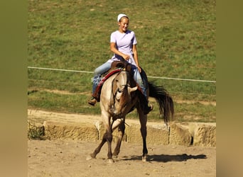 American Quarter Horse Mix, Castrone, 7 Anni, Pelle di daino