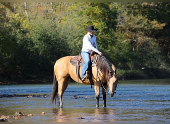 American Quarter Horse, Castrone, 7 Anni, Pelle di daino