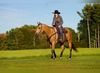 American Quarter Horse, Castrone, 7 Anni, Pelle di daino