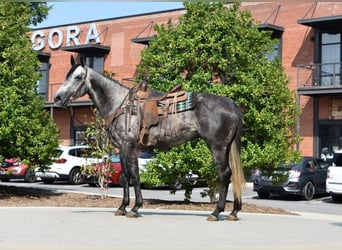 American Quarter Horse, Castrone, 7 Anni