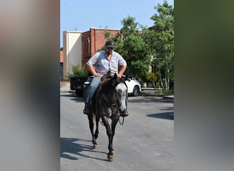 American Quarter Horse, Castrone, 7 Anni