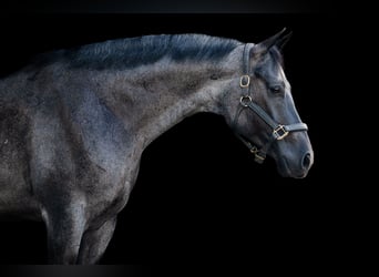 American Quarter Horse, Castrone, 7 Anni, Roano blu