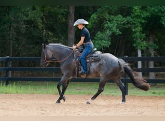 American Quarter Horse, Castrone, 7 Anni, Roano blu