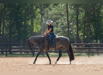American Quarter Horse, Castrone, 7 Anni, Roano blu