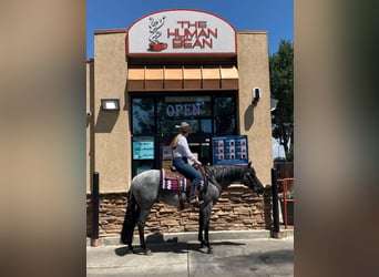 American Quarter Horse, Castrone, 7 Anni, Roano blu