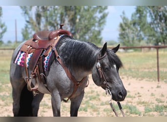 American Quarter Horse, Castrone, 7 Anni, Roano blu