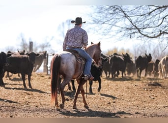 American Quarter Horse, Castrone, 7 Anni, Roano rosso