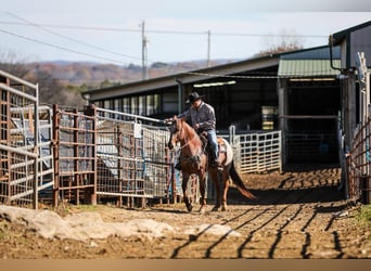 American Quarter Horse, Castrone, 7 Anni, Roano rosso