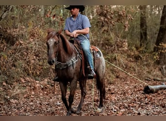 American Quarter Horse, Castrone, 7 Anni, Roano rosso