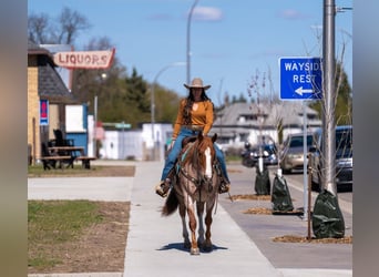 American Quarter Horse, Castrone, 7 Anni, Roano rosso