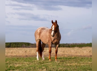 American Quarter Horse, Castrone, 7 Anni, Roano rosso