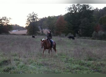 American Quarter Horse, Castrone, 7 Anni, Roano rosso