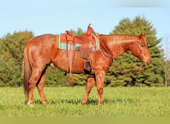 American Quarter Horse, Castrone, 7 Anni, Roano rosso