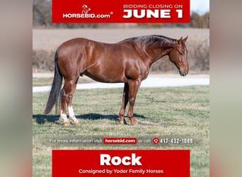 American Quarter Horse, Castrone, 7 Anni, Roano rosso