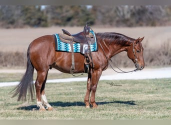 American Quarter Horse, Castrone, 7 Anni, Roano rosso