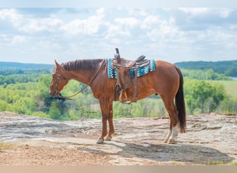 American Quarter Horse, Castrone, 7 Anni, Roano rosso