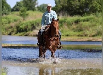 American Quarter Horse, Castrone, 7 Anni, Roano rosso